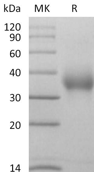 Biotinylated Human CD47 +SDS-PAGE-2.jpg